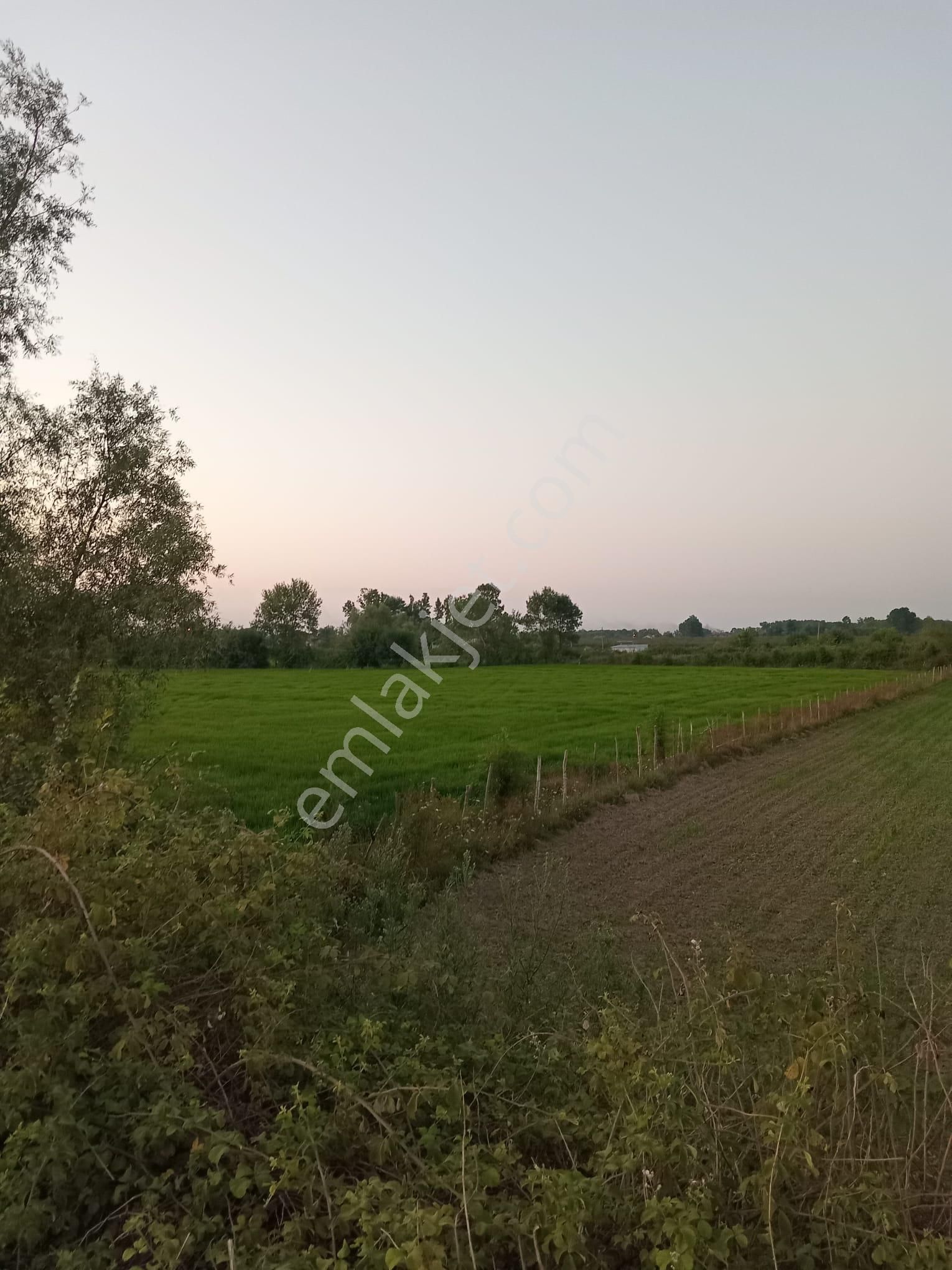 Samsun Çarşamba Epçeli 67 Mt Yol Cepheli 7.910 M2 Tarla Otobana 2.500 Metre - Görsel 10