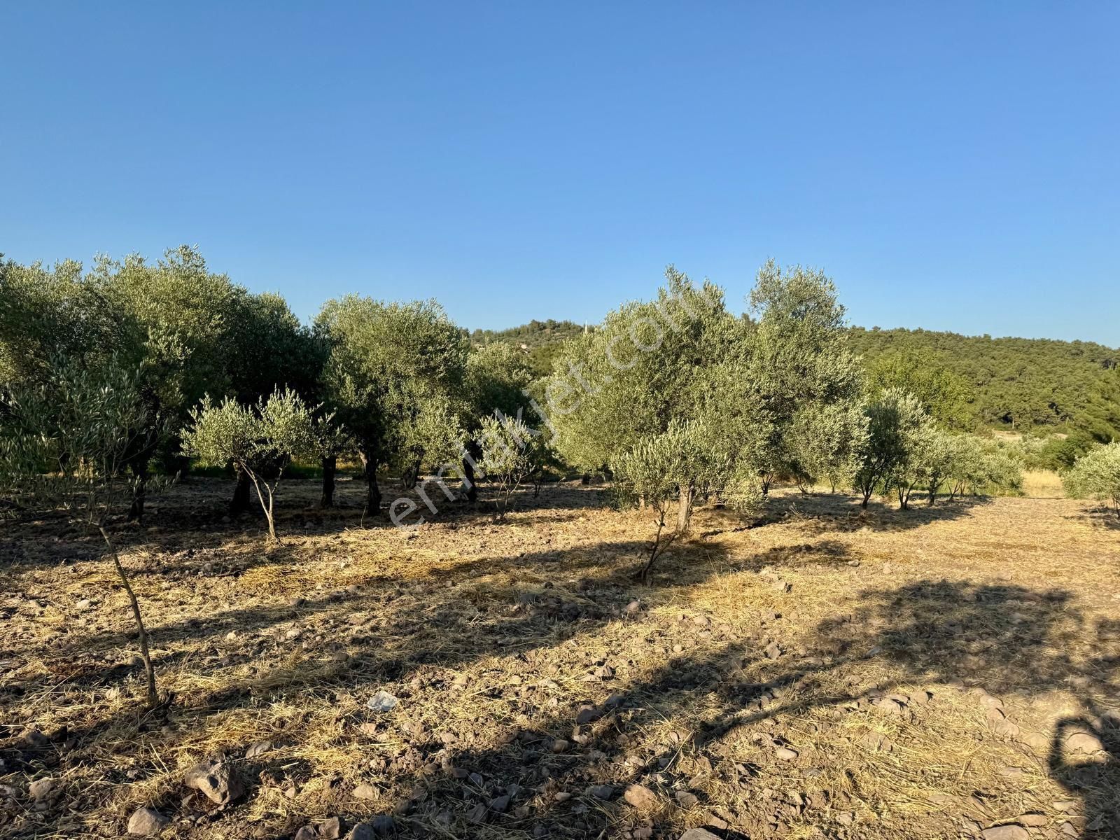 Satılık Zeytinlik - Görsel 22