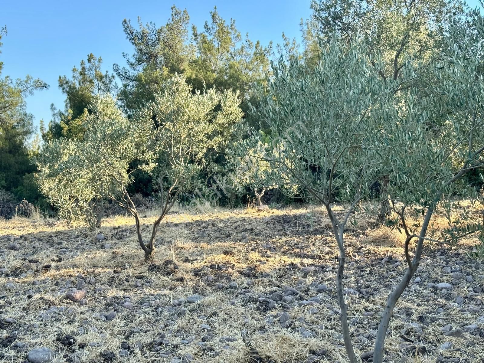Satılık Zeytinlik - Görsel 6
