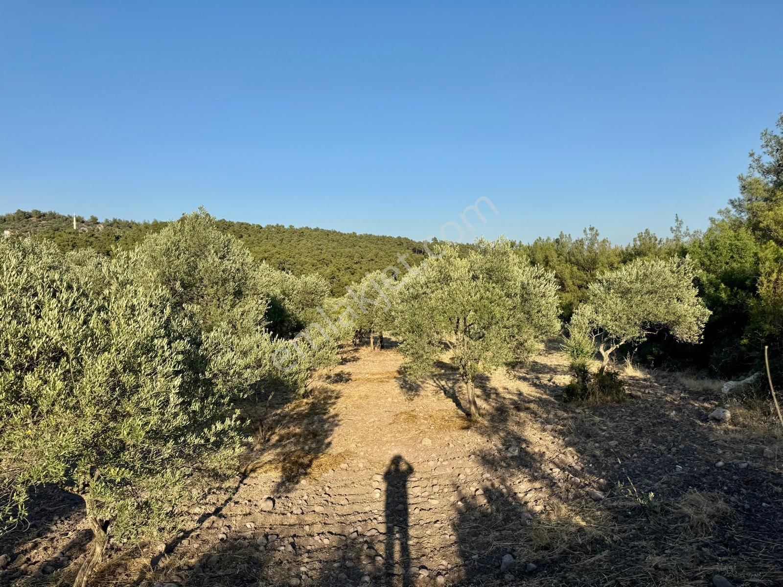 Satılık Zeytinlik - Görsel 28