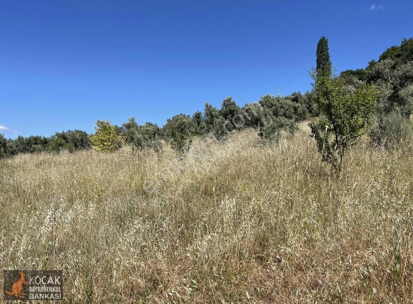 Çamoluk Mah.asfalt Cepheli Göl Manzaralı 7830 M2 Satılık Bahçe - Görsel 6