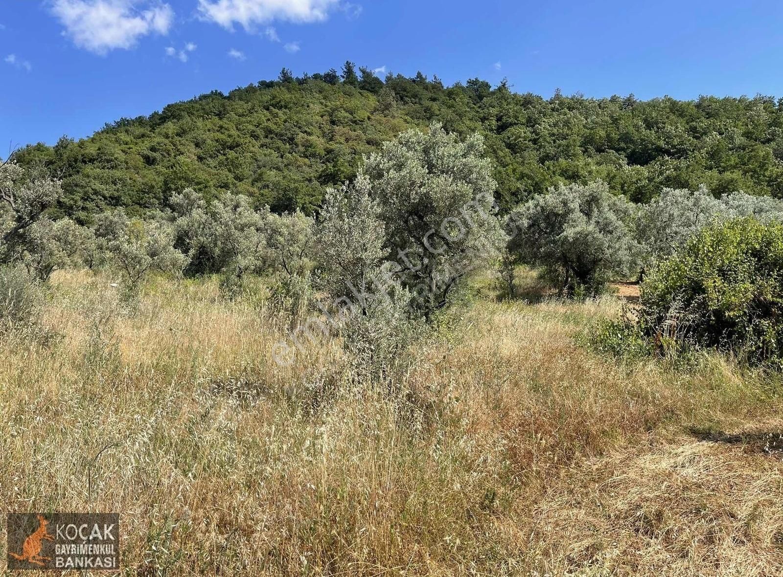 Çamoluk Mah.asfalt Cepheli Göl Manzaralı 7830 M2 Satılık Bahçe - Görsel 7