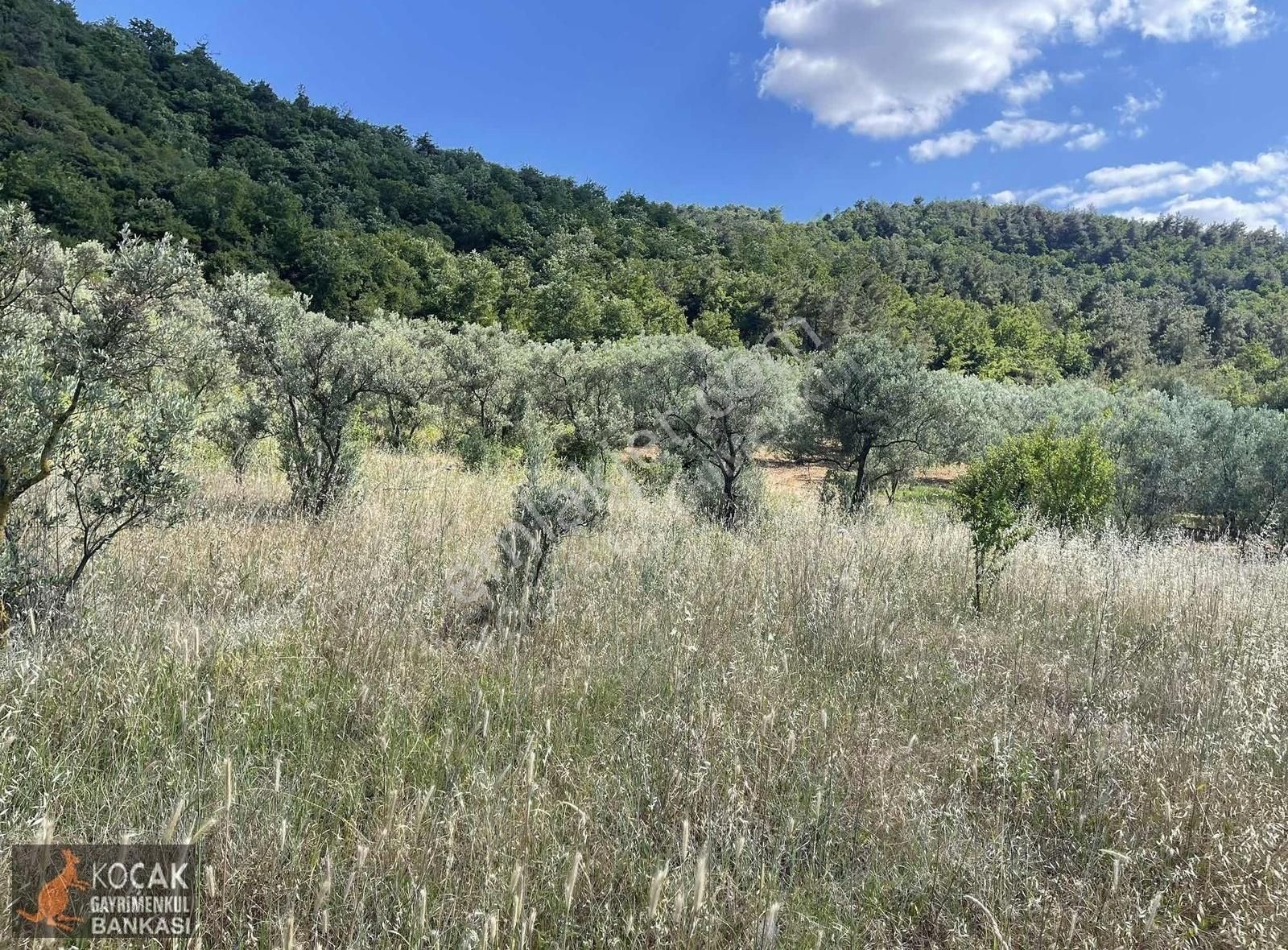 Çamoluk Mah.asfalt Cepheli Göl Manzaralı 7830 M2 Satılık Bahçe - Görsel 17