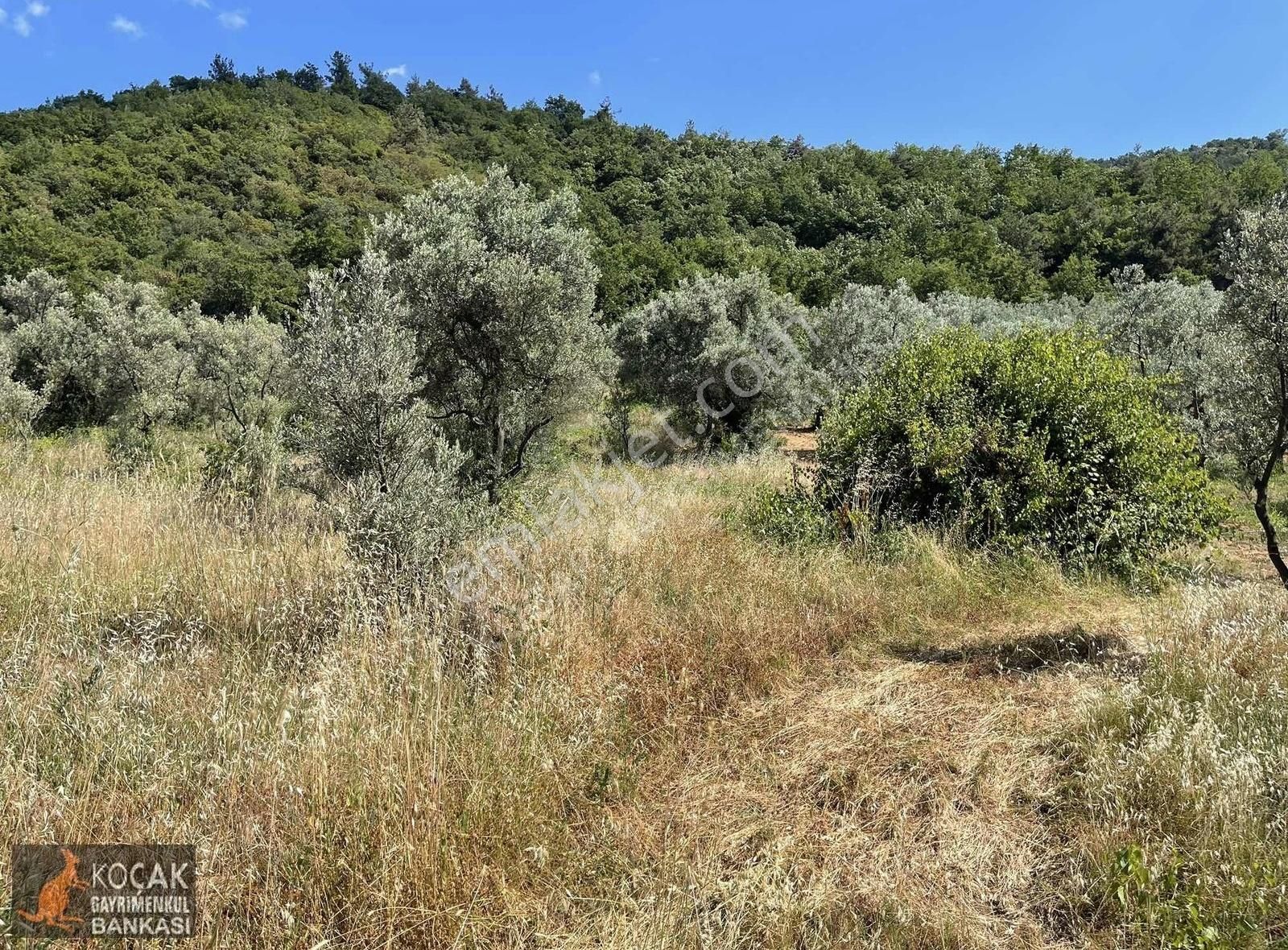Çamoluk Mah.asfalt Cepheli Göl Manzaralı 7830 M2 Satılık Bahçe - Görsel 16