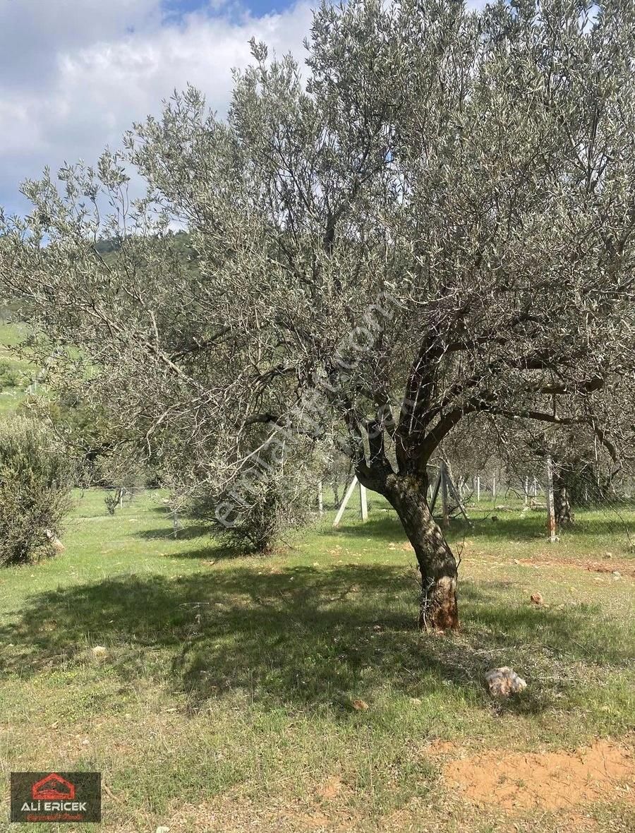 Elektrik Alınabilir Mahalle Konumunda Ulucağa Yakın Bahçe - Görsel 13