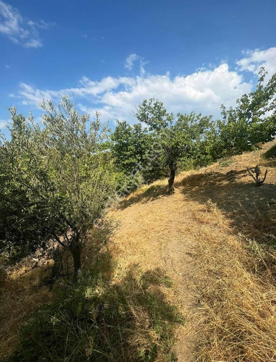 Gömeç Neşe Emlak Tan Hacıhüseyin Lerde Satılık Bahçe - Görsel 7