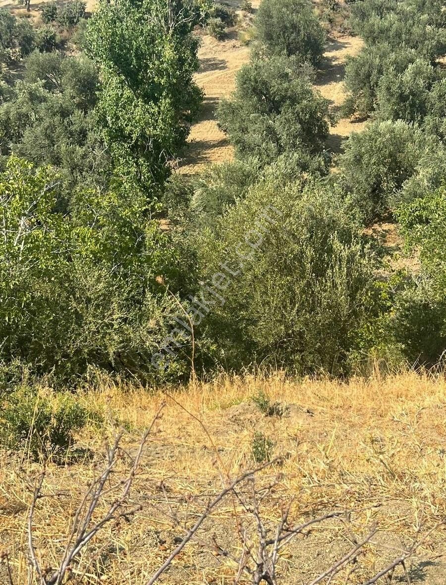 Gömeç Neşe Emlak Tan Hacıhüseyin Lerde Satılık Bahçe - Görsel 3