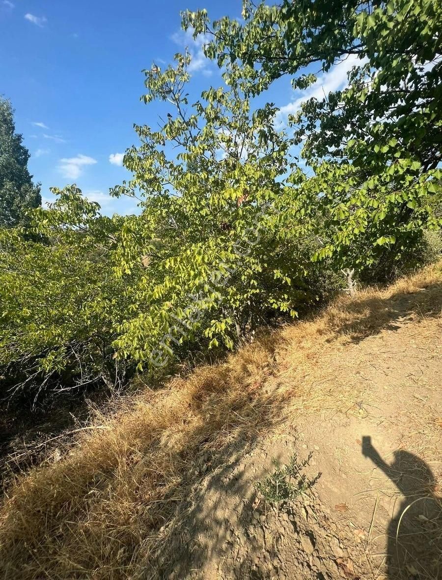 Gömeç Neşe Emlak Tan Hacıhüseyin Lerde Satılık Bahçe - Görsel 2