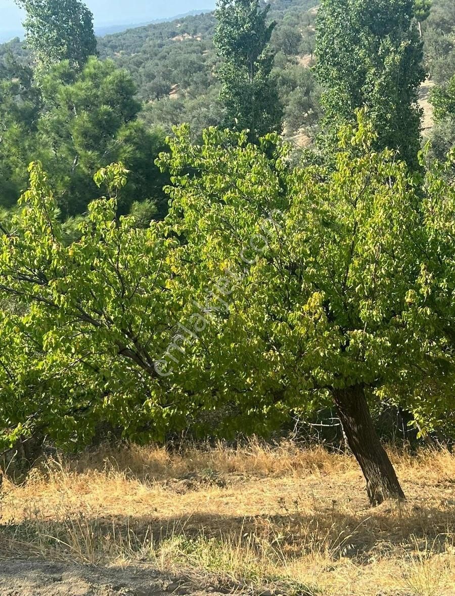 Gömeç Neşe Emlak Tan Hacıhüseyin Lerde Satılık Bahçe
