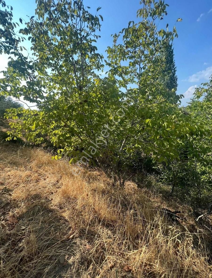 Gömeç Neşe Emlak Tan Hacıhüseyin Lerde Satılık Bahçe - Görsel 6