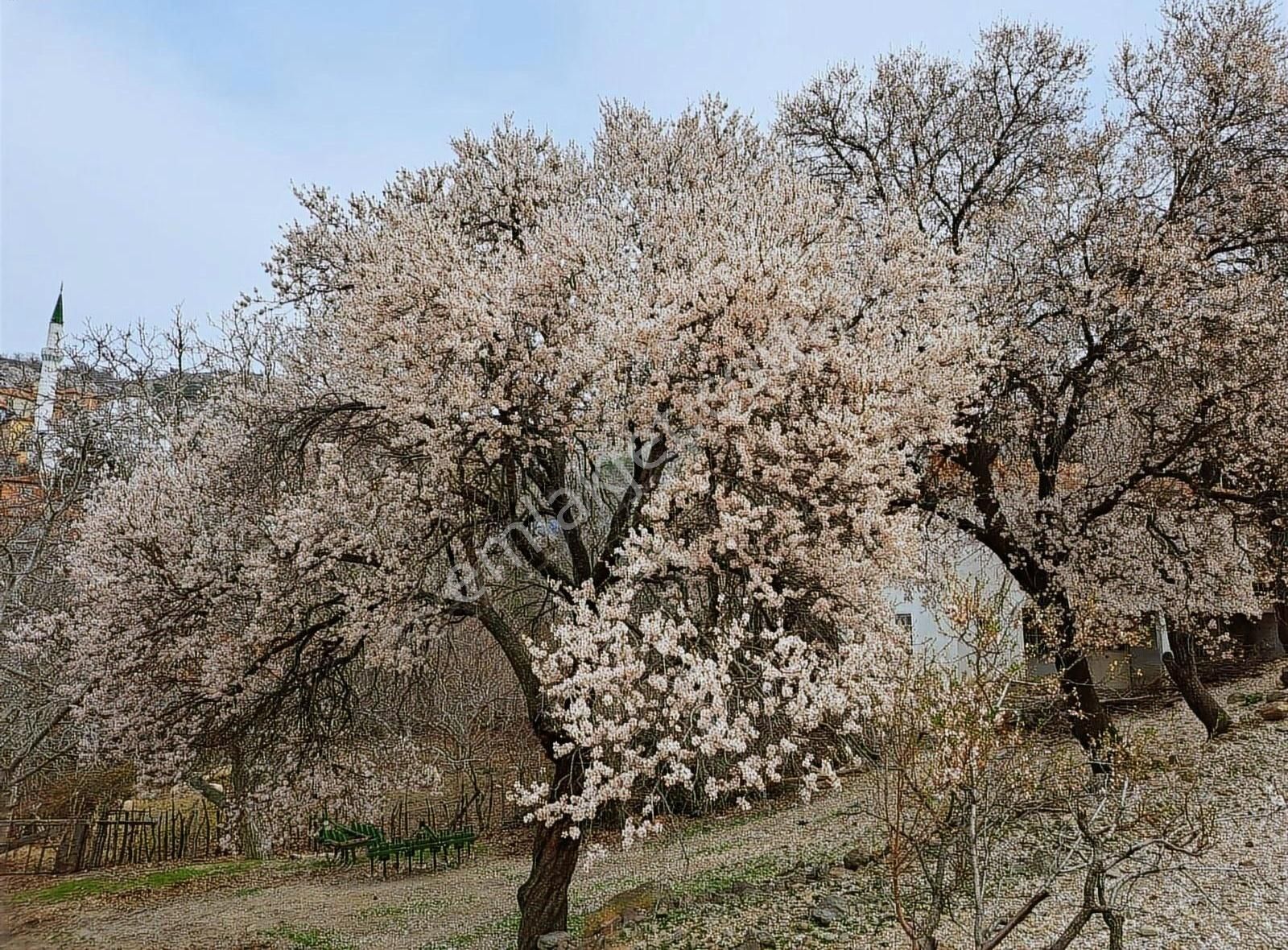 Balikesir Burhaniye Çalli Köyünde Hobı Bahcesı