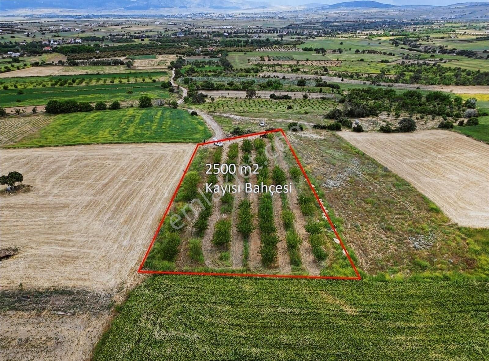 Korkuteli Yeltende 2.500 M2 Kayısı Bahçesi Suyu Mevcut - Görsel 7