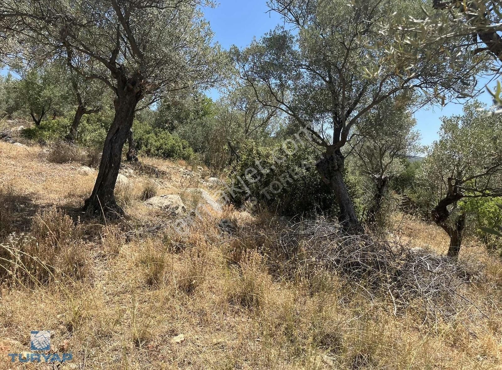 Torbalı Dirmil Mah.3246 M2 Müstakil Parsel Satılık Zeytinlik - Görsel 17