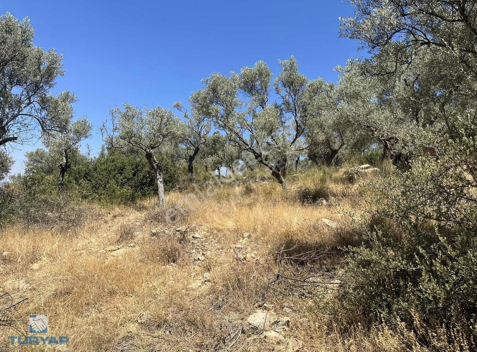 Torbalı Dirmil Mah.3246 M2 Müstakil Parsel Satılık Zeytinlik - Görsel 4