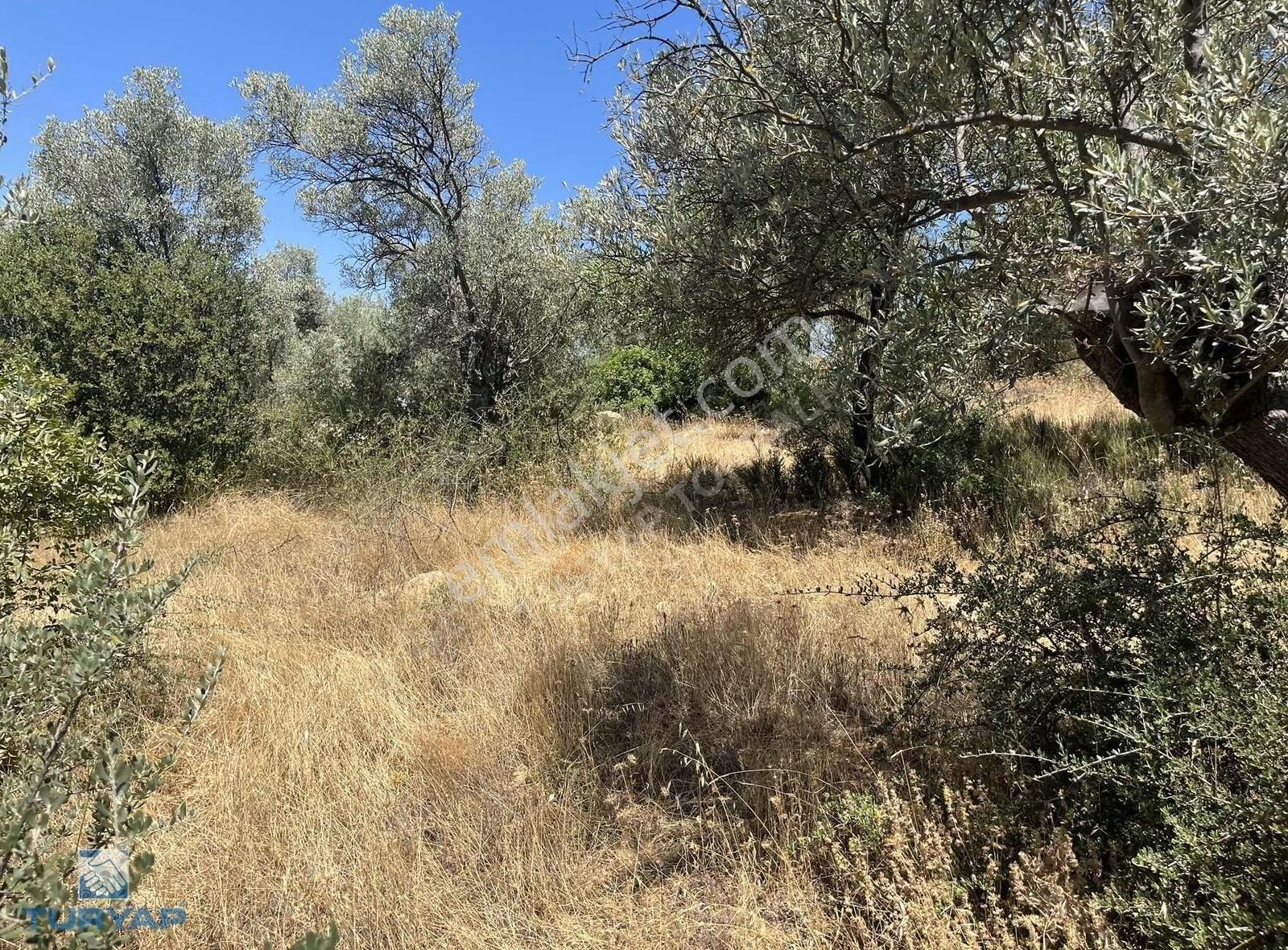 Torbalı Dirmil Mah.3246 M2 Müstakil Parsel Satılık Zeytinlik - Görsel 24