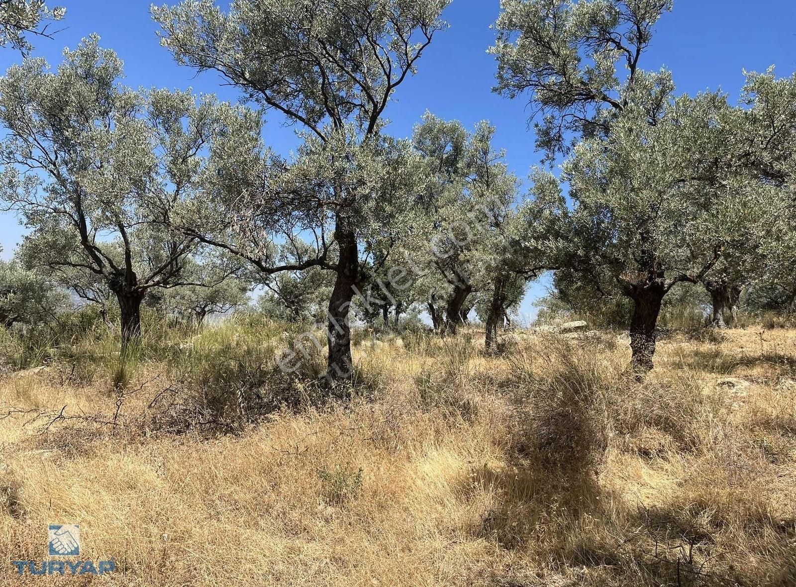 Torbalı Dirmil Mah.3246 M2 Müstakil Parsel Satılık Zeytinlik - Görsel 31