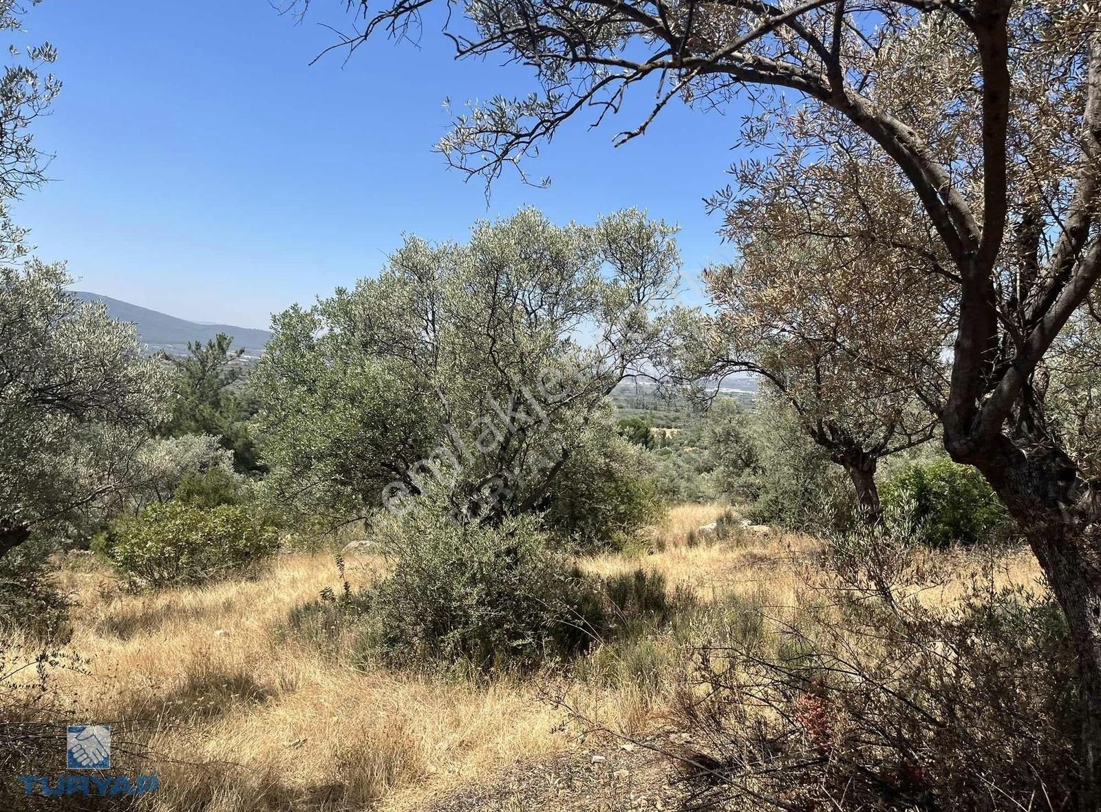 Torbalı Dirmil Mah.3246 M2 Müstakil Parsel Satılık Zeytinlik