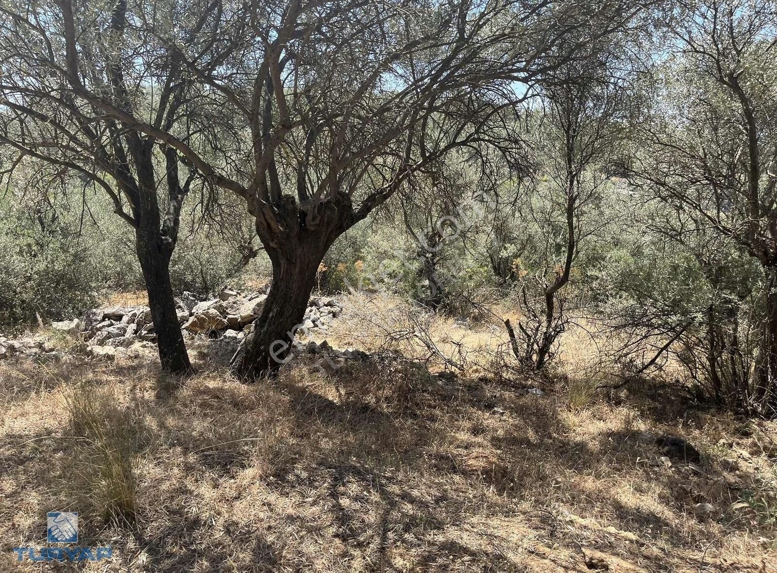 Torbalı Dirmil Mah.3246 M2 Müstakil Parsel Satılık Zeytinlik - Görsel 13