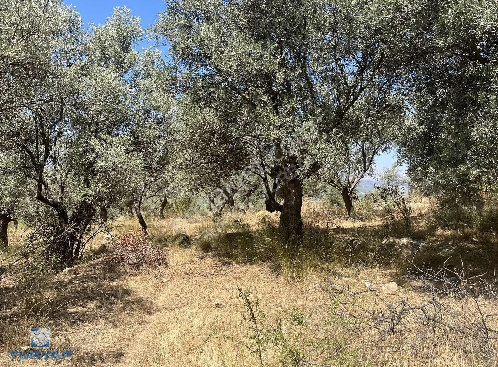 Torbalı Dirmil Mah.3246 M2 Müstakil Parsel Satılık Zeytinlik - Görsel 18