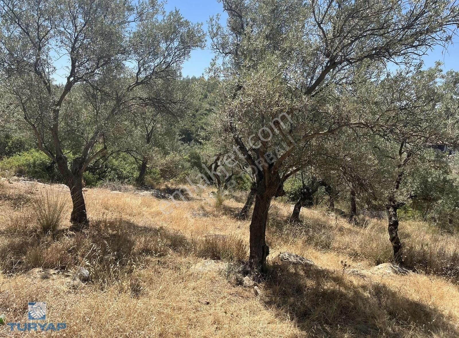 Torbalı Dirmil Mah.3246 M2 Müstakil Parsel Satılık Zeytinlik - Görsel 11