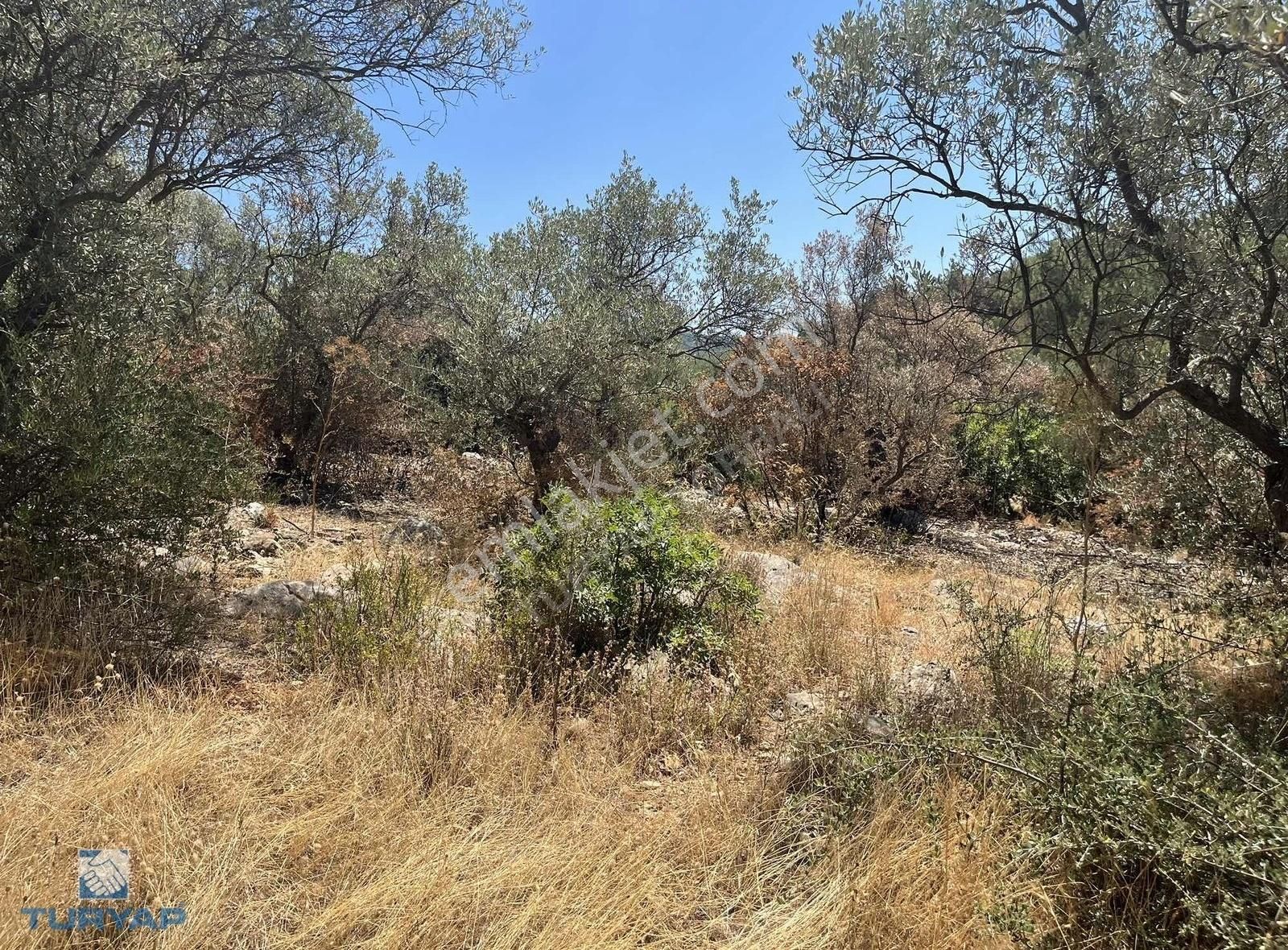 Torbalı Dirmil Mah.3246 M2 Müstakil Parsel Satılık Zeytinlik - Görsel 7