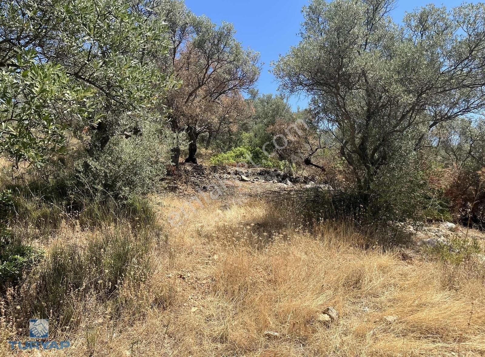 Torbalı Dirmil Mah.3246 M2 Müstakil Parsel Satılık Zeytinlik - Görsel 22