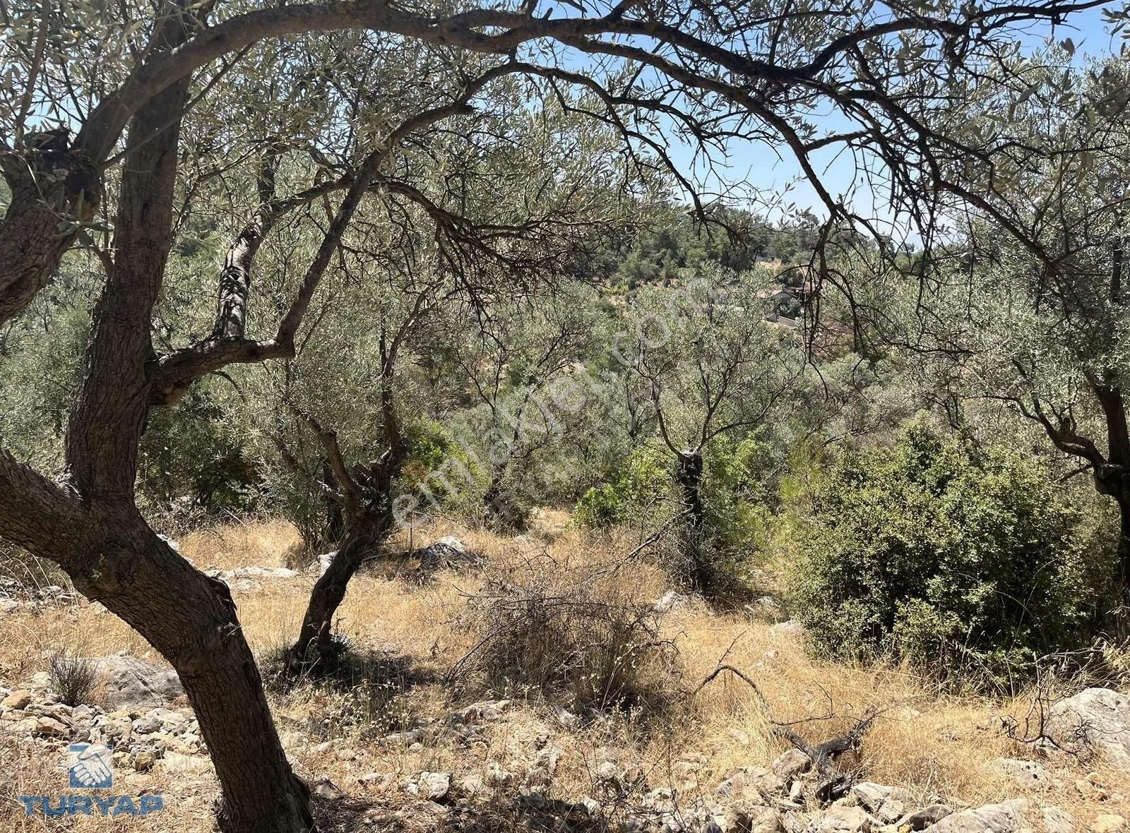 Torbalı Dirmil Mah.3246 M2 Müstakil Parsel Satılık Zeytinlik - Görsel 10