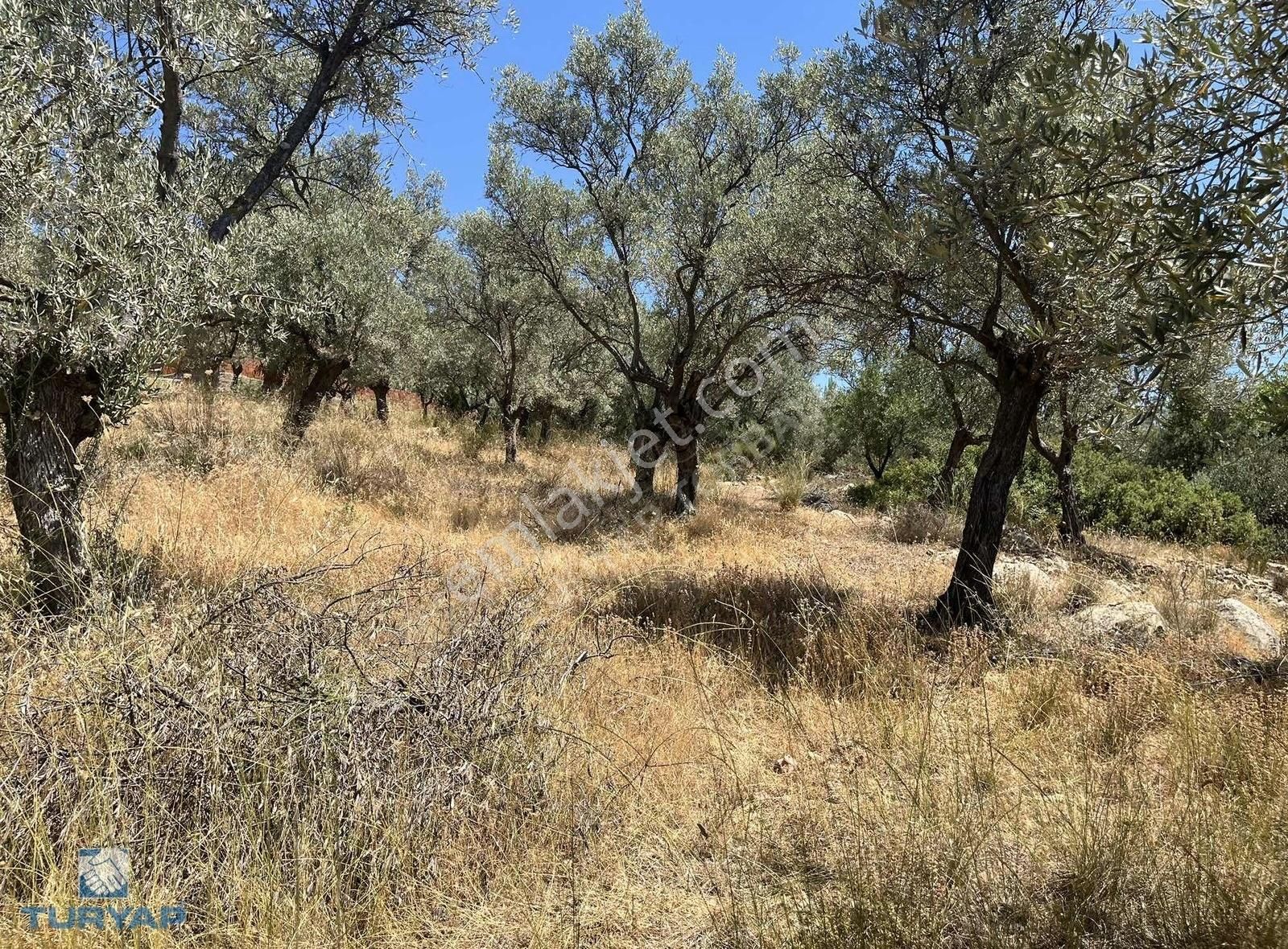 Torbalı Dirmil Mah.3246 M2 Müstakil Parsel Satılık Zeytinlik - Görsel 32