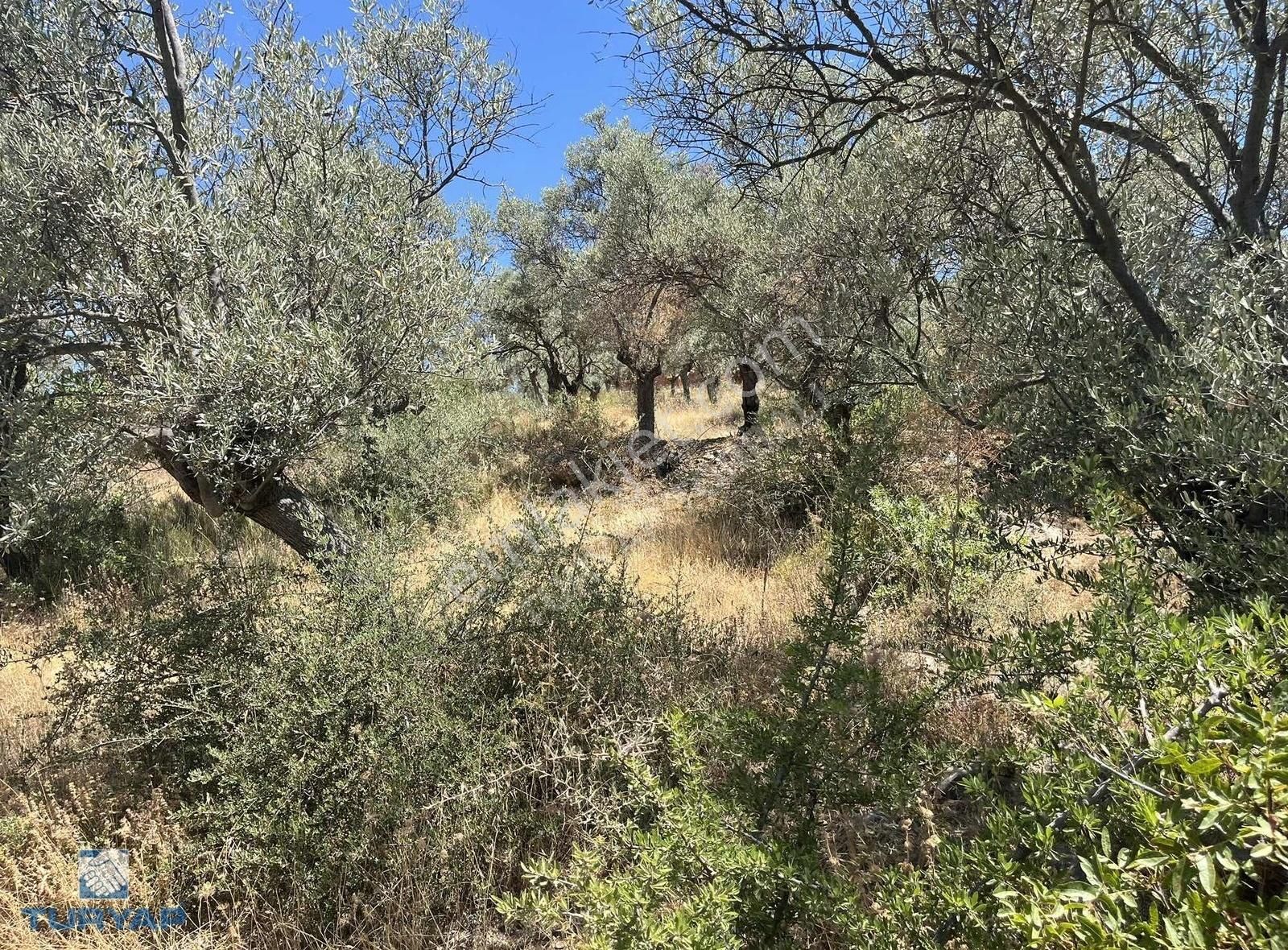 Torbalı Dirmil Mah.3246 M2 Müstakil Parsel Satılık Zeytinlik - Görsel 28