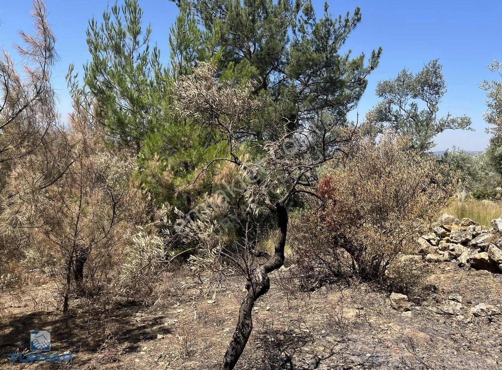 Torbalı Dirmil Mah.3246 M2 Müstakil Parsel Satılık Zeytinlik - Görsel 2