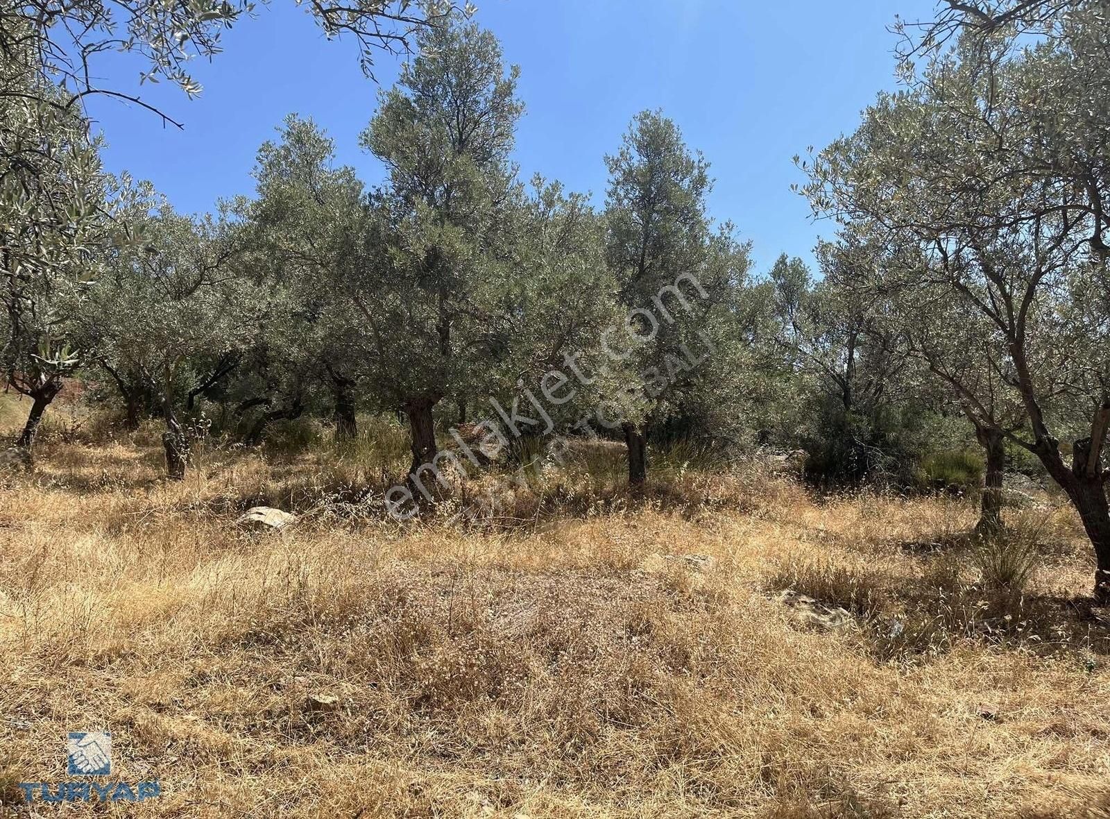 Torbalı Dirmil Mah.3246 M2 Müstakil Parsel Satılık Zeytinlik - Görsel 29