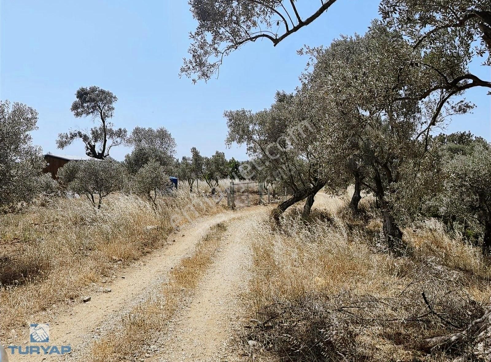Torbalı Dirmil Mah. 1033 M2 Tek Tapu Zeytinlik