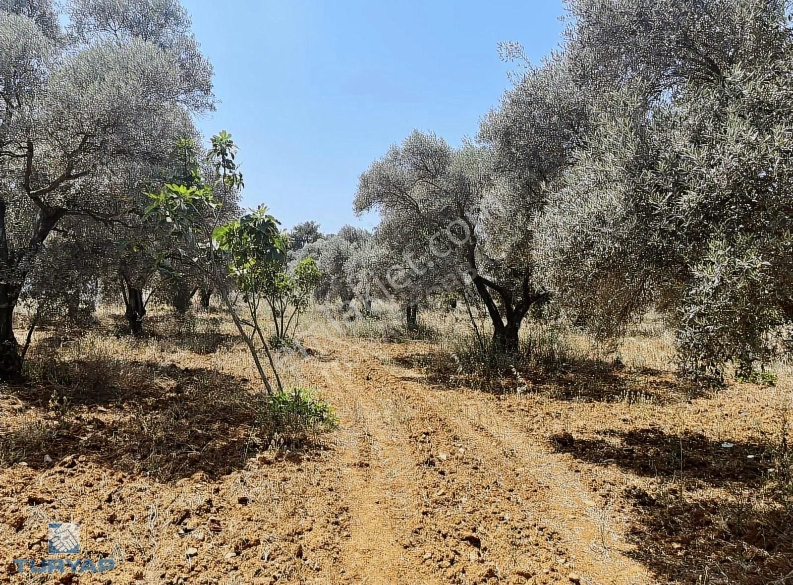 Torbalı Dirmil Mah 1331m2 Satılık Zeytinlik Ve İncir Bahçesi - Görsel 20