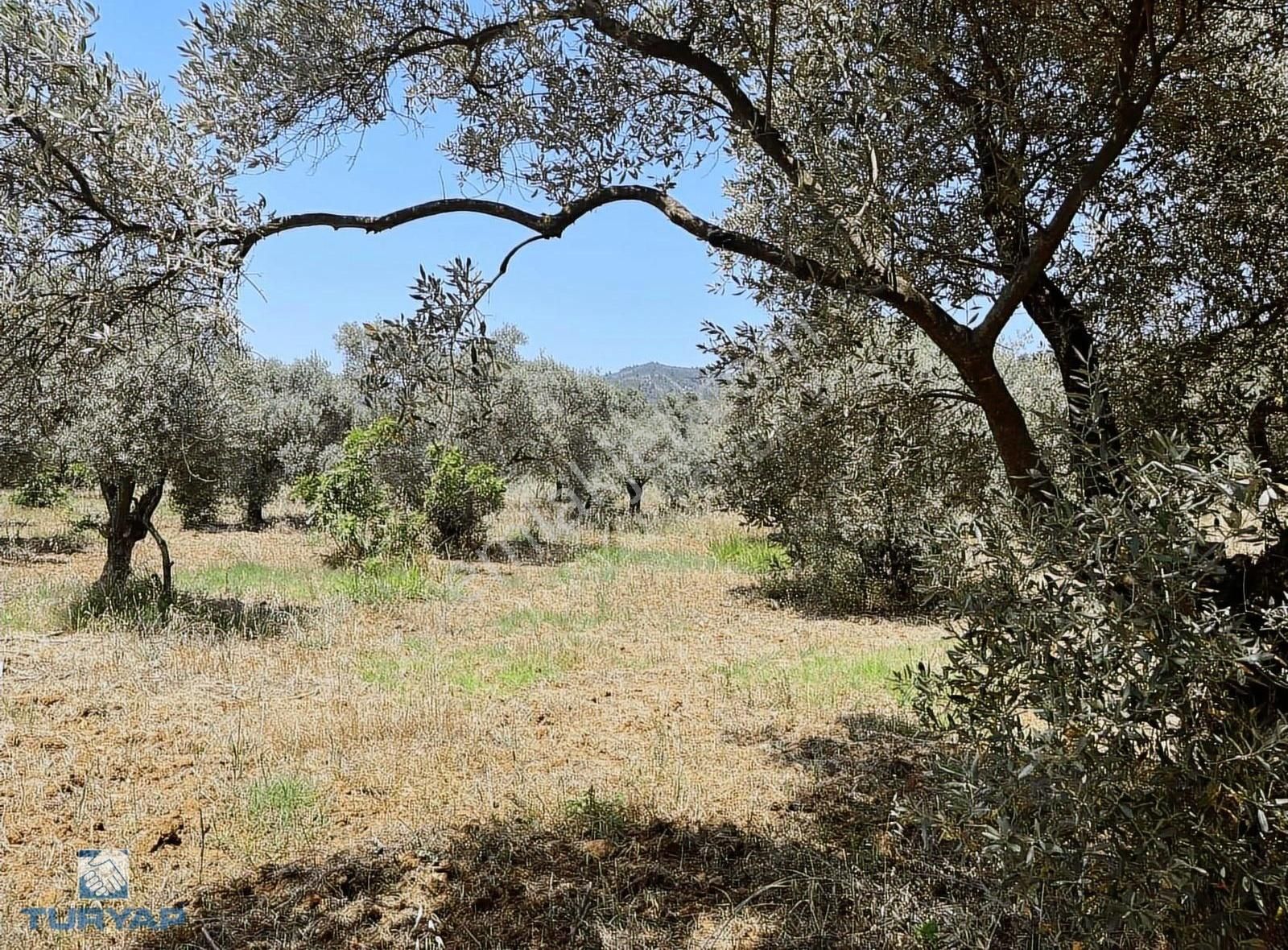 Torbalı Dirmil Mah 1331m2 Satılık Zeytinlik Ve İncir Bahçesi - Görsel 24