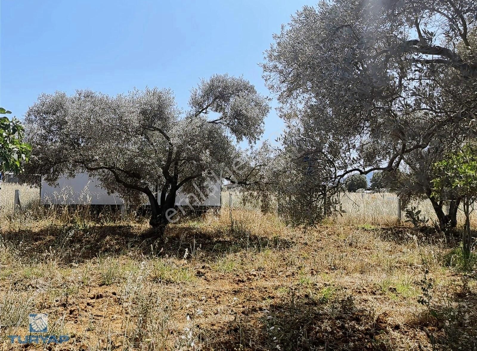 Torbalı Dirmil Mah 1331m2 Satılık Zeytinlik Ve İncir Bahçesi - Görsel 8