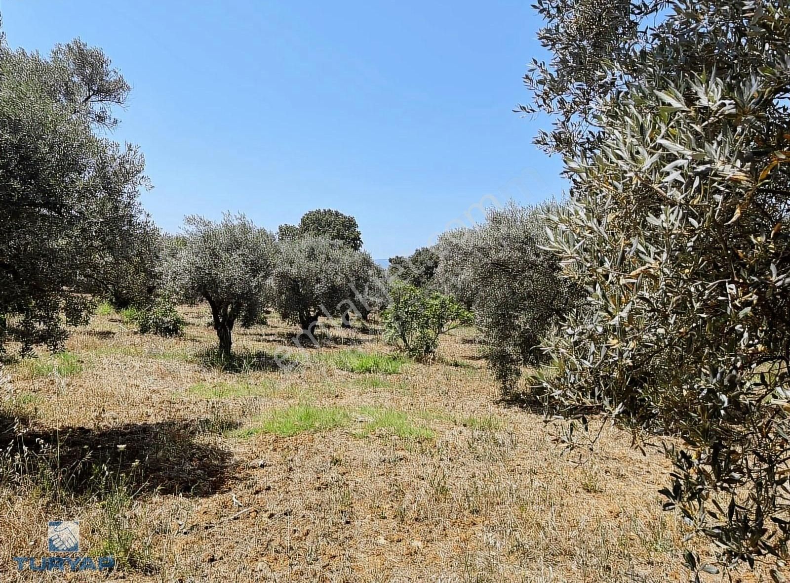 Torbalı Dirmil Mah 1331m2 Satılık Zeytinlik Ve İncir Bahçesi - Görsel 10