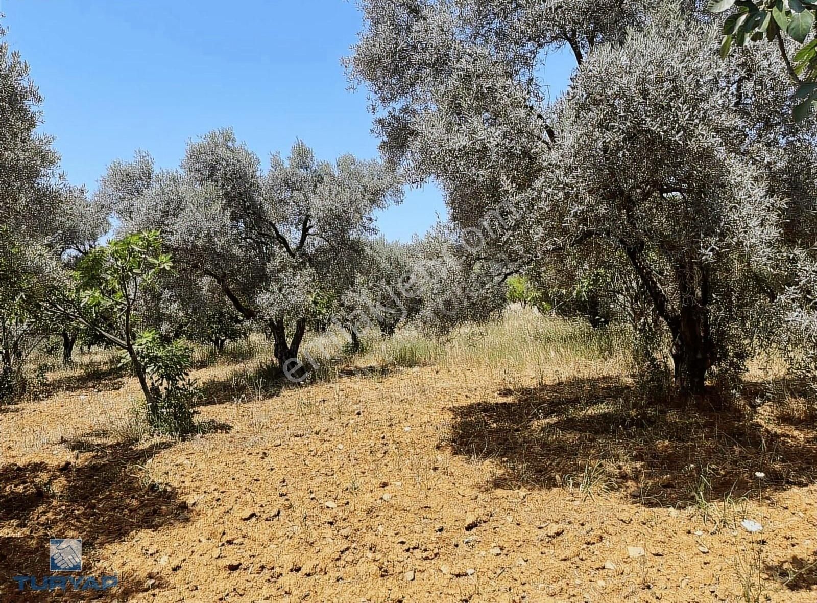 Torbalı Dirmil Mah 1331m2 Satılık Zeytinlik Ve İncir Bahçesi - Görsel 2