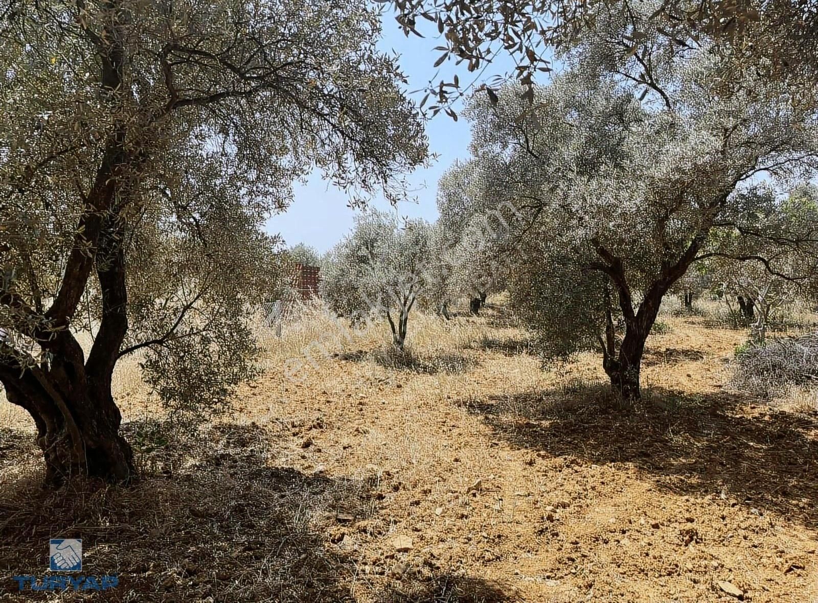 Torbalı Dirmil Mah 1331m2 Satılık Zeytinlik Ve İncir Bahçesi - Görsel 25