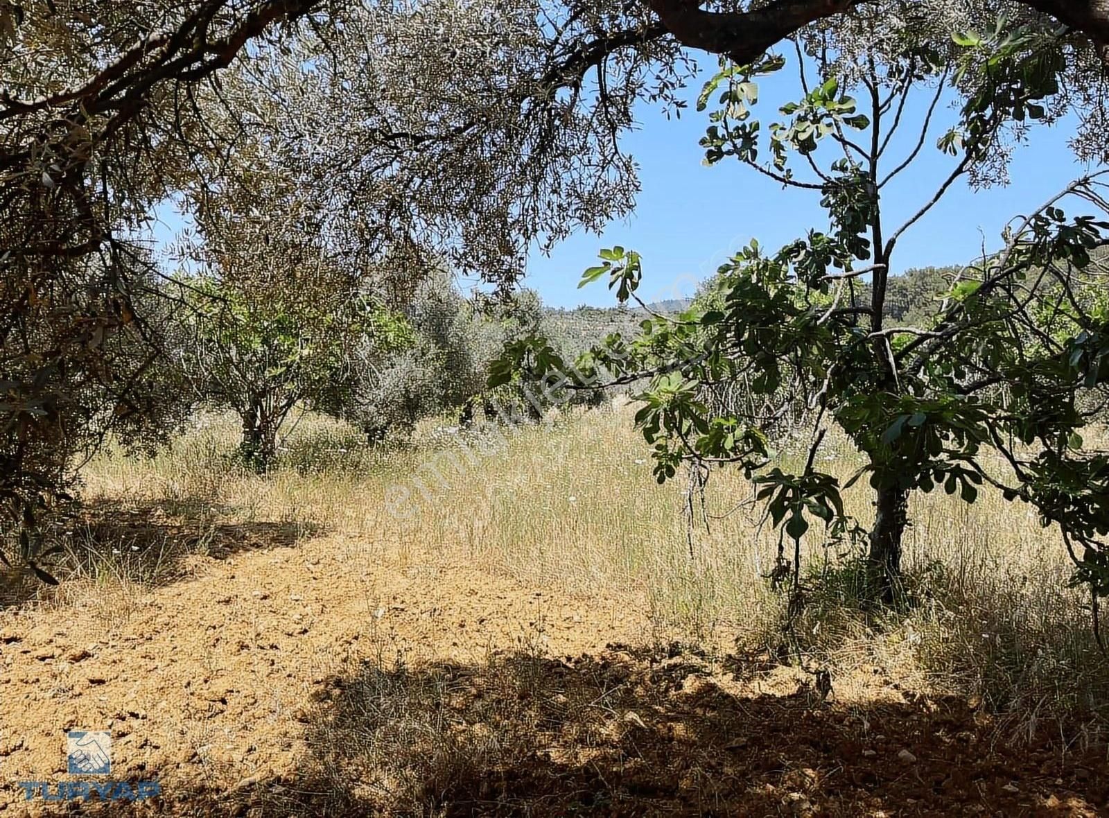 Torbalı Dirmil Mah 1331m2 Satılık Zeytinlik Ve İncir Bahçesi - Görsel 35