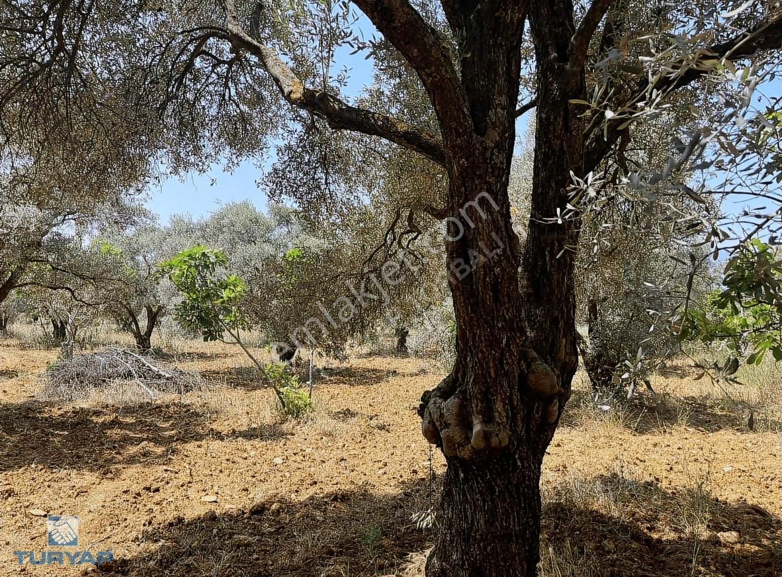Torbalı Dirmil Mah 1331m2 Satılık Zeytinlik Ve İncir Bahçesi - Görsel 26