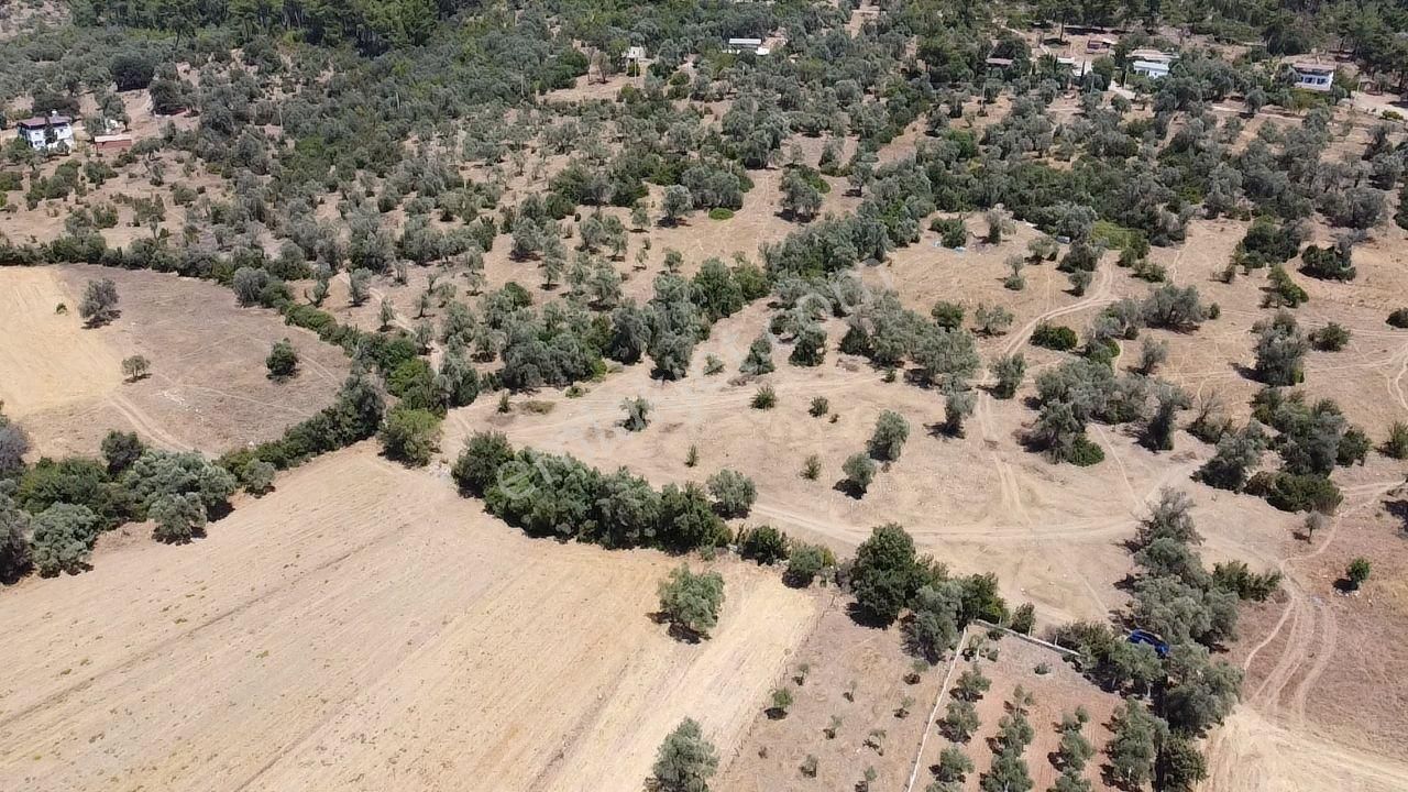 Bodrum Pınarlıbelen Mahallesinde Satılık Kısmen Zeytinlik - Görsel 7