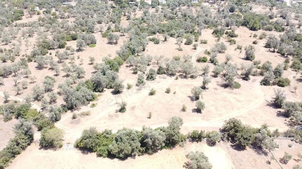 Bodrum Pınarlıbelen Mahallesinde Satılık Kısmen Zeytinlik - Görsel 4