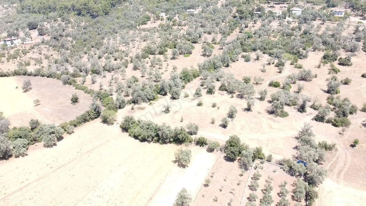 Bodrum Pınarlıbelen Mahallesinde Satılık Kısmen Zeytinlik - Görsel 6