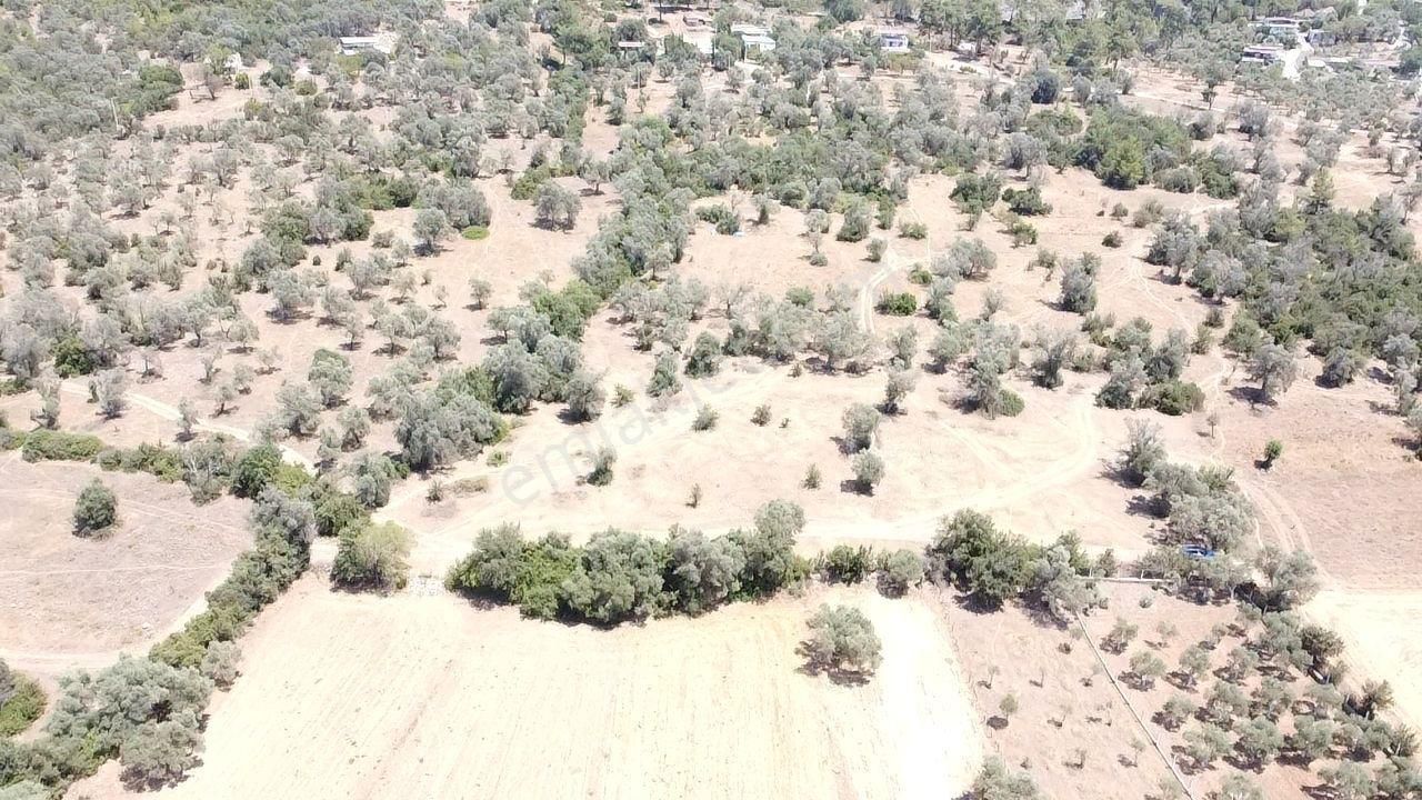 Bodrum Pınarlıbelen Mahallesinde Satılık Kısmen Zeytinlik - Görsel 5