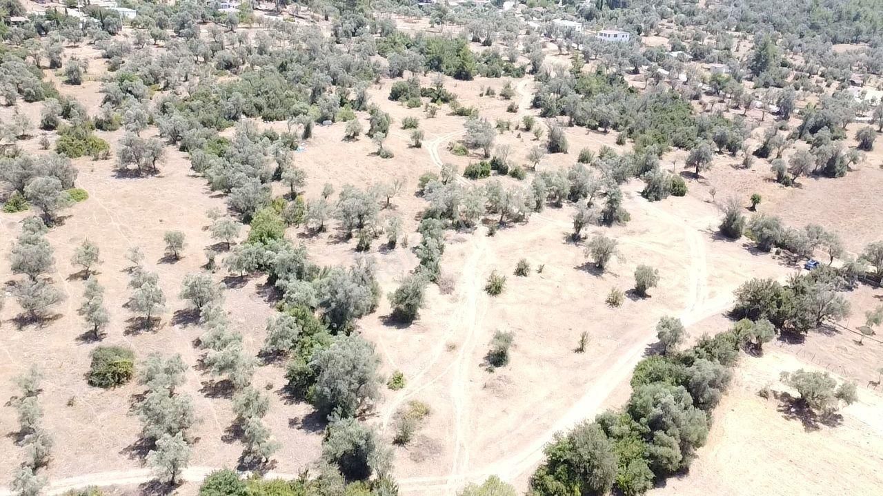 Bodrum Pınarlıbelen Mahallesinde Satılık Kısmen Zeytinlik - Görsel 3