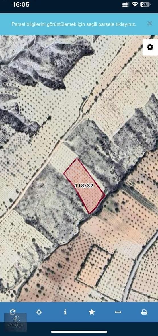 Şahinbey Cevizli'de Satılık 5385 M2 Zeytin Tarlası