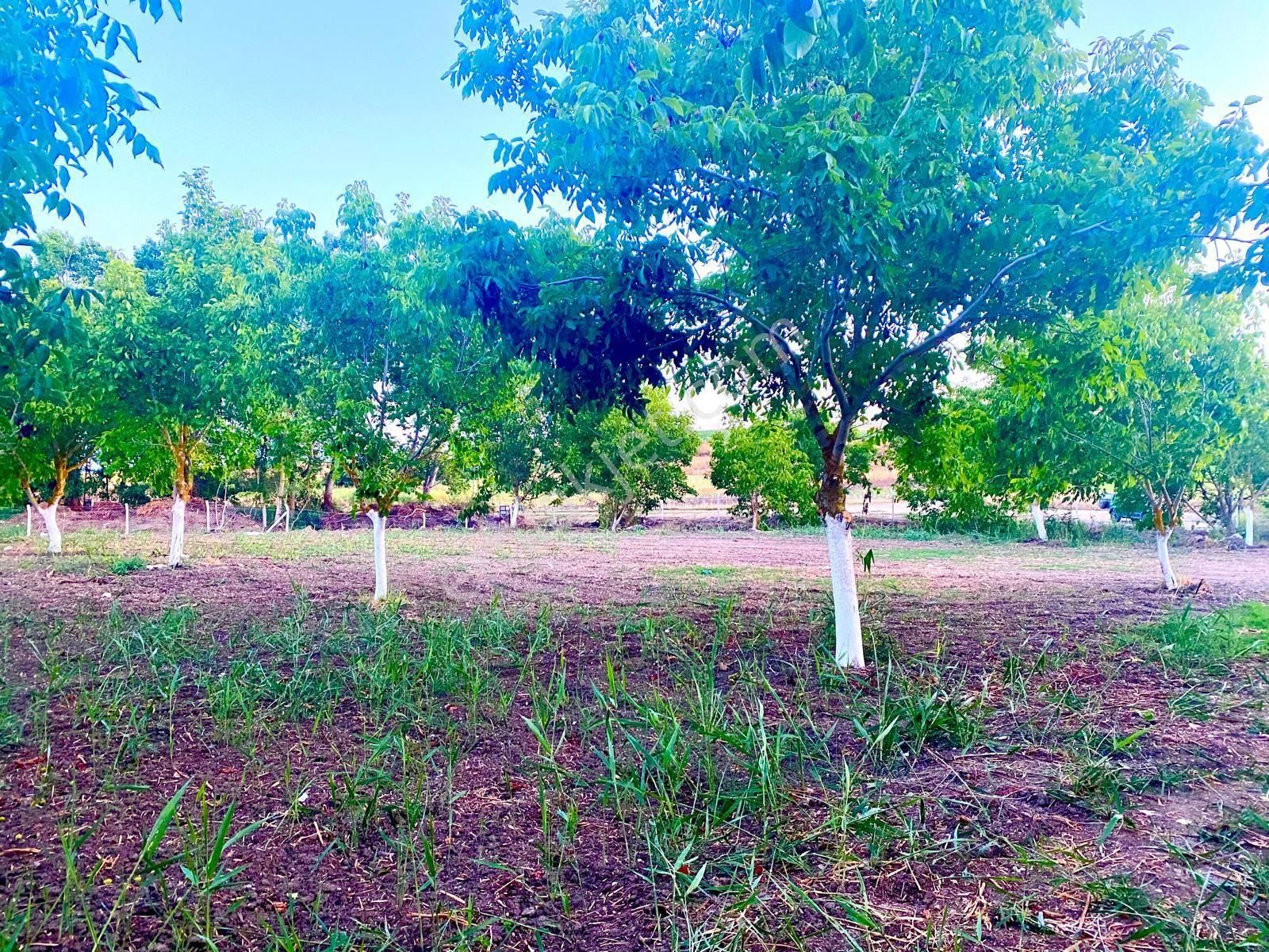 Silivri Sançaktepe Satılık Araç Takaslı 5450 M Mükemmel Yatırımlık Tarla