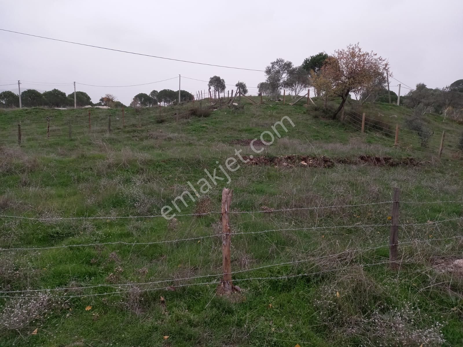 Milas Akkovanlık'ta, Köy İçinde Ev Yapılabilir, 300 M2 Tarla - Görsel 6