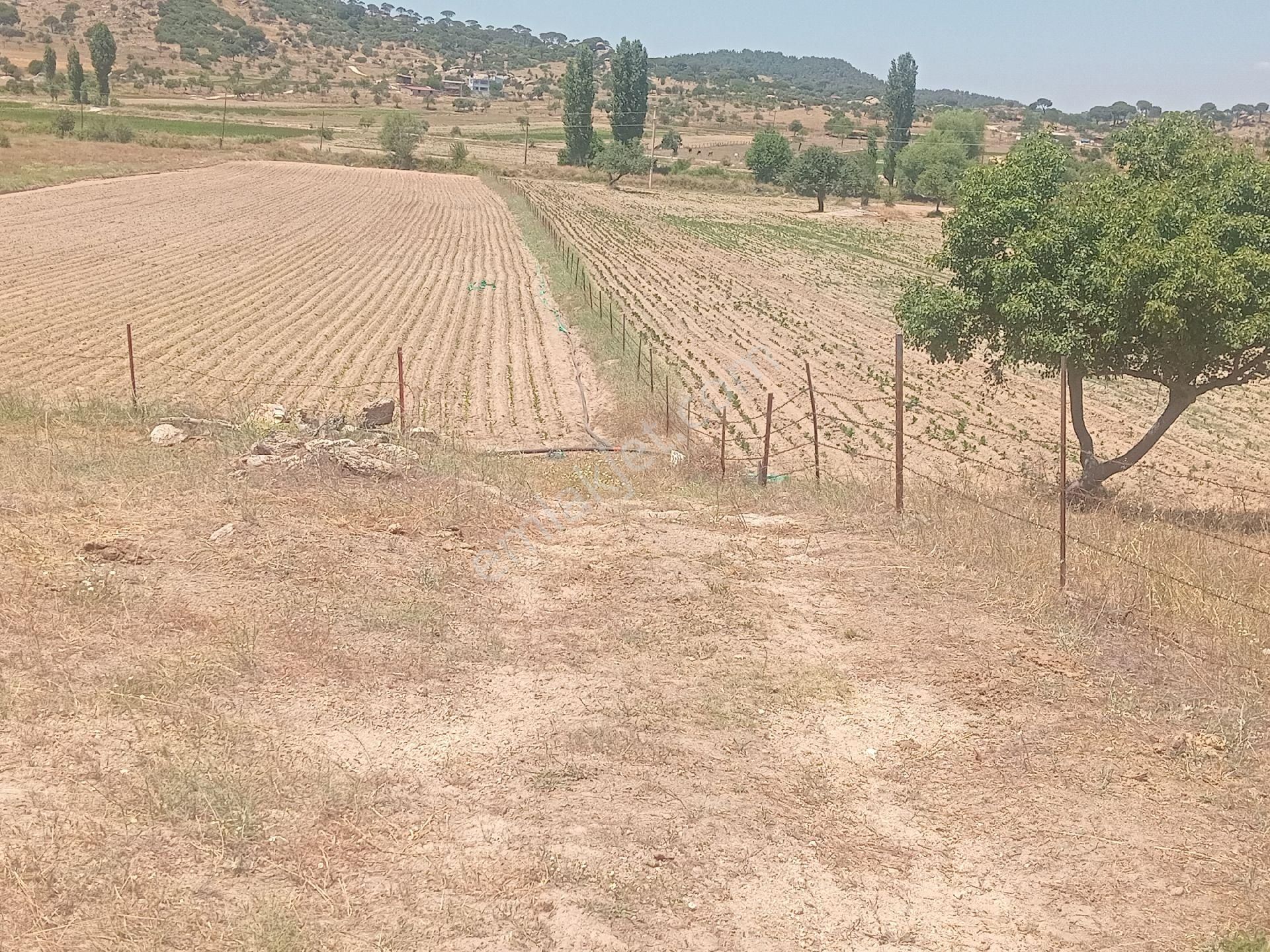 Muğla Milas Türbe Akkovanlık'da 4892 M2 Muhteşem Tarla!!! - Görsel 5