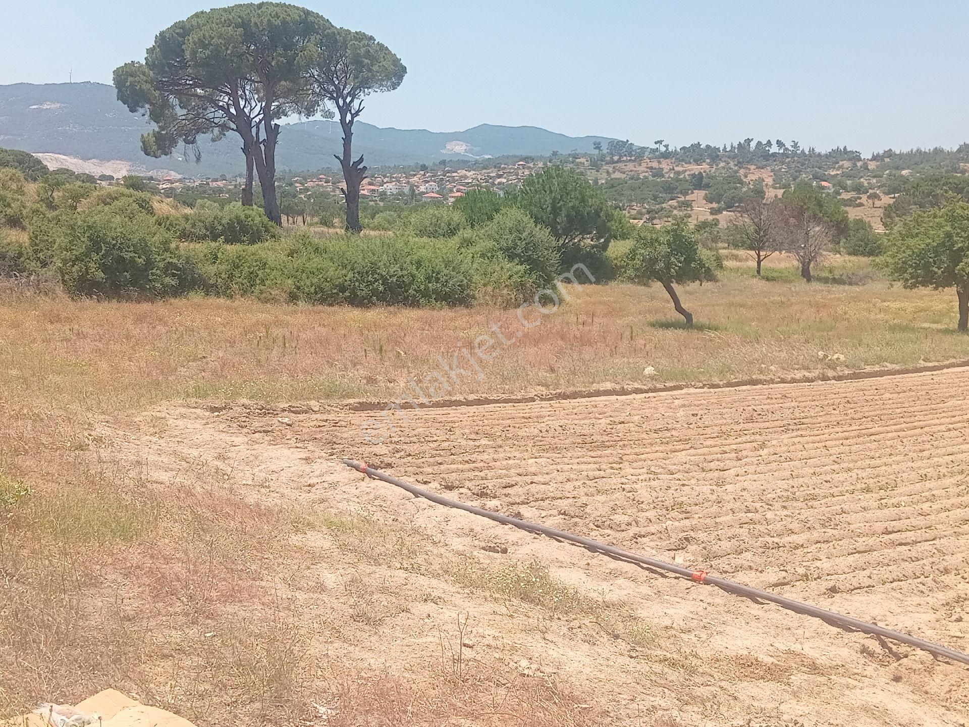 Muğla Milas Türbe Akkovanlık'da 4892 M2 Muhteşem Tarla!!! - Görsel 15